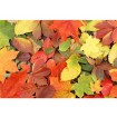 MS-5-0115 Vliesová obrazová fototapeta Colorful Leaves, velikost 375 x 250 cm