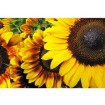 MS-5-0130 Vliesová obrazová fototapeta Sunflowers, velikost 375 x 250 cm