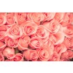 MS-5-0133 Vliesová obrazová fototapeta Roses, velikost 375 x 250 cm