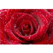 MS-5-0138 Vliesová obrazová fototapeta Red Roses, velikost 375 x 250 cm