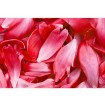 MS-5-0151 Vliesová obrazová fototapeta Red Petals, velikost 375 x 250 cm