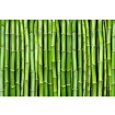 MS-5-0165 Vliesová obrazová fototapeta Bamboo, velikost 375 x 250 cm