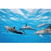 MS-5-0218 Vliesová obrazová fototapeta Dolphins, velikost 375 x 250 cm