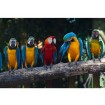 MS-5-0223 Vliesová obrazová fototapeta Colorful Macaw, velikost 375 x 250 cm
