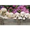 MS-5-0224 Vliesová obrazová fototapeta Labrador Puppies, velikost 375 x 250 cm