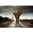 MS-5-0225 Vliesová obrazová fototapeta Walking Elephant, velikost 375 x 250 cm