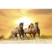 MS-5-0227 Vliesová obrazová fototapeta Horses in Sunset, velikost 375 x 250 cm