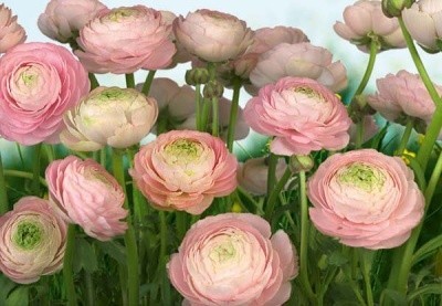 Levně Komar 8-894 Fototapeta květiny - Gentle Rosé, Rozměr 368 x 254 cm