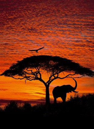 Levně Komar 4-501 Fototapeta African Sunset 194 x 270 cm