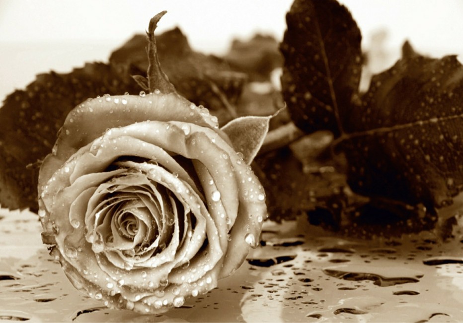 Levně FTN S 2458 AG Design vliesová fototapeta 4-dílná Black and white rose, velikost 360 x 270 cm