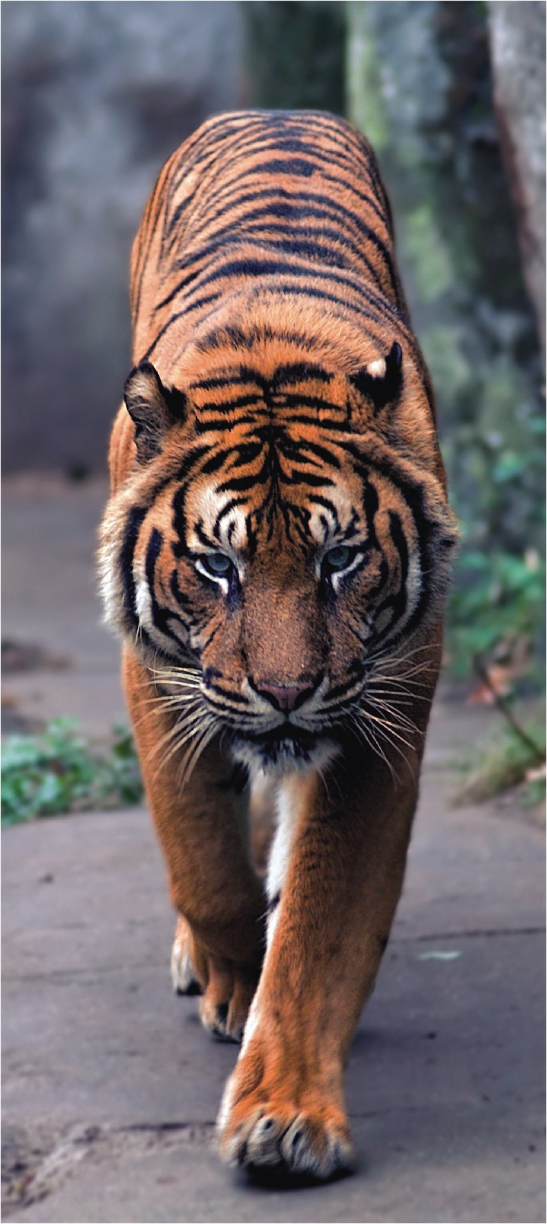 Levně FTN V 2800 Vliesová fototapeta dveřní Tiger, velikost 90 x 202 cm