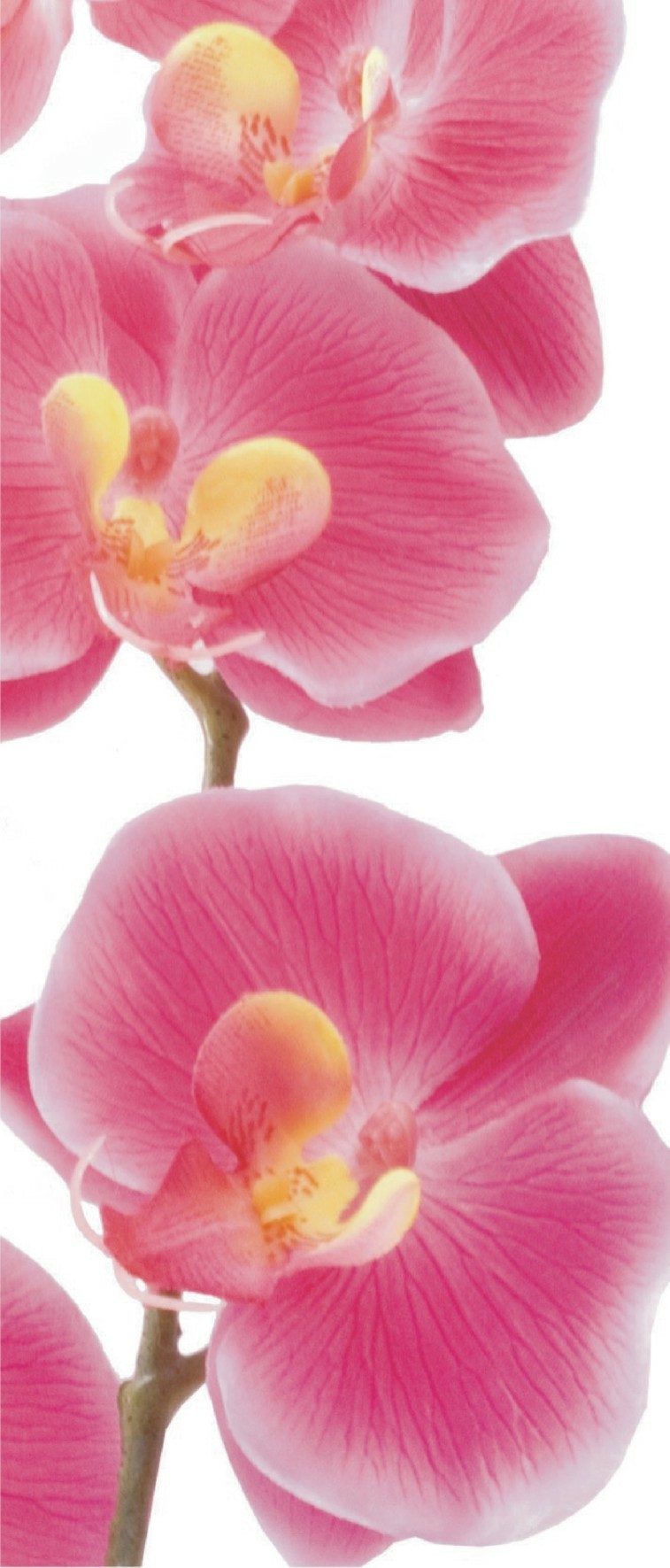 Levně FTN V 2826 Vliesová fototapeta dveřní Pink orchid, velikost 90 x 202 cm