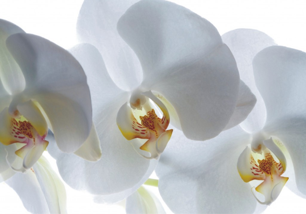 Levně FTSs0832 Obrazová fototapeta na zeď jednodílná Orchidea, velikost 180 x 127 cm