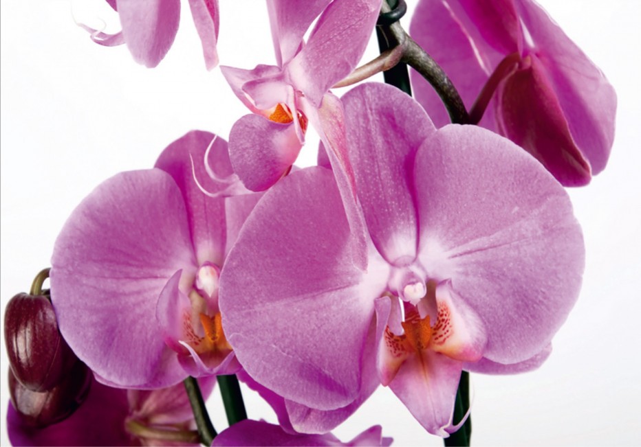 Levně FTN S 2459 AG Design vliesová fototapeta 4-dílná Violet orchid big, velikost 360 x 270 cm