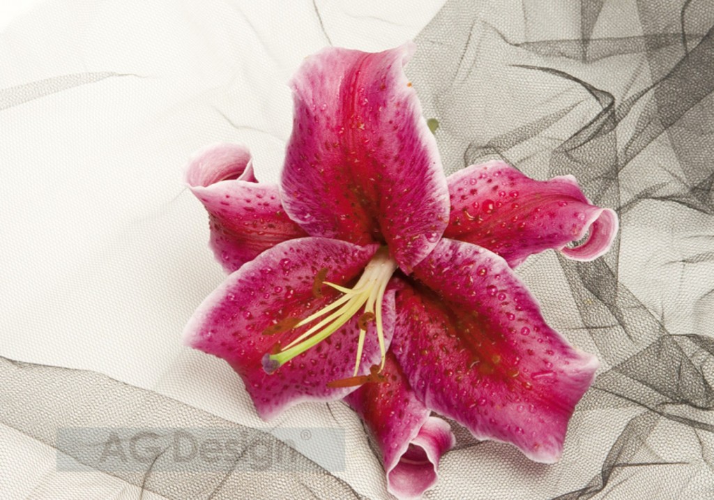 Levně KUPSI-TAPETY Obrazová fototapeta na zeď čtyřdílná FTxxl0378 Romantická lilie 360 x 254 cm