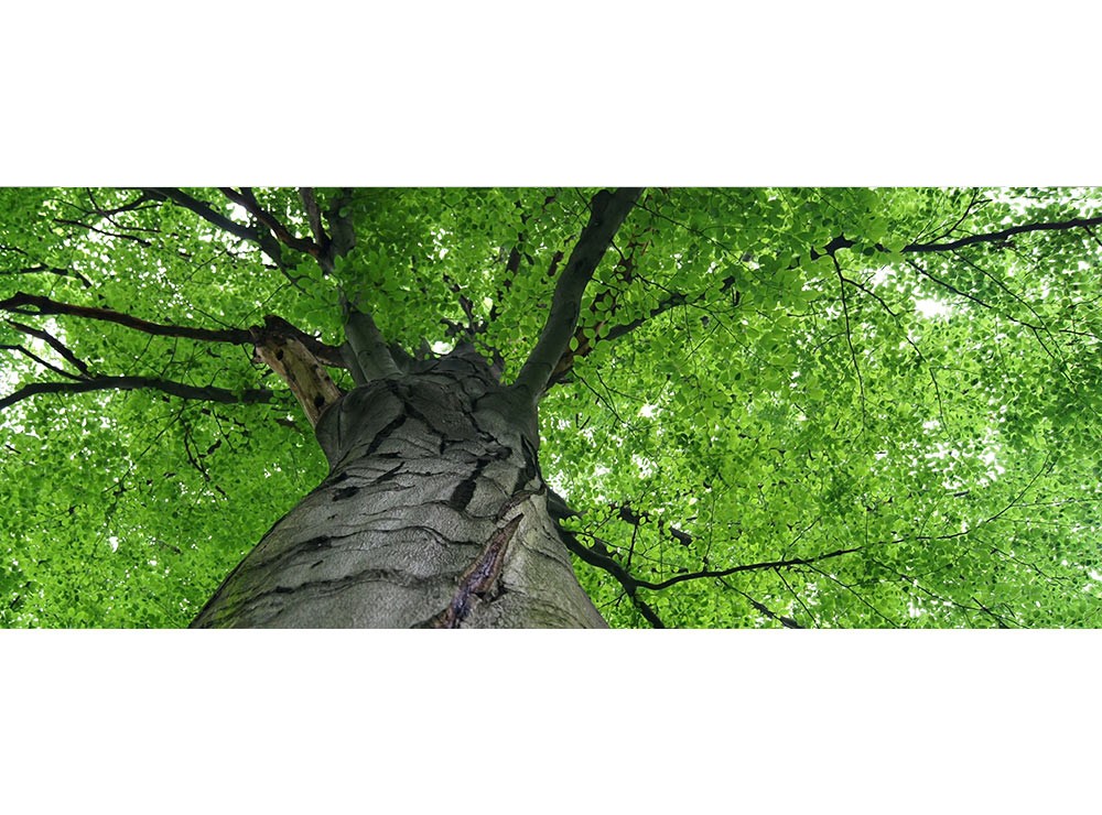 Levně MP-2-0101 Vliesová obrazová panoramatická fototapeta Treetop + lepidlo Zdarma, velikost 375 x 150 cm