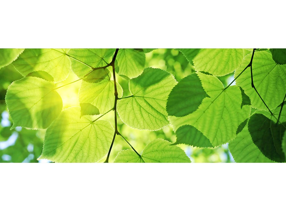 Levně MP-2-0107 Vliesová obrazová panoramatická fototapeta Green Leaves + lepidlo Zdarma, velikost 375 x 150 cm