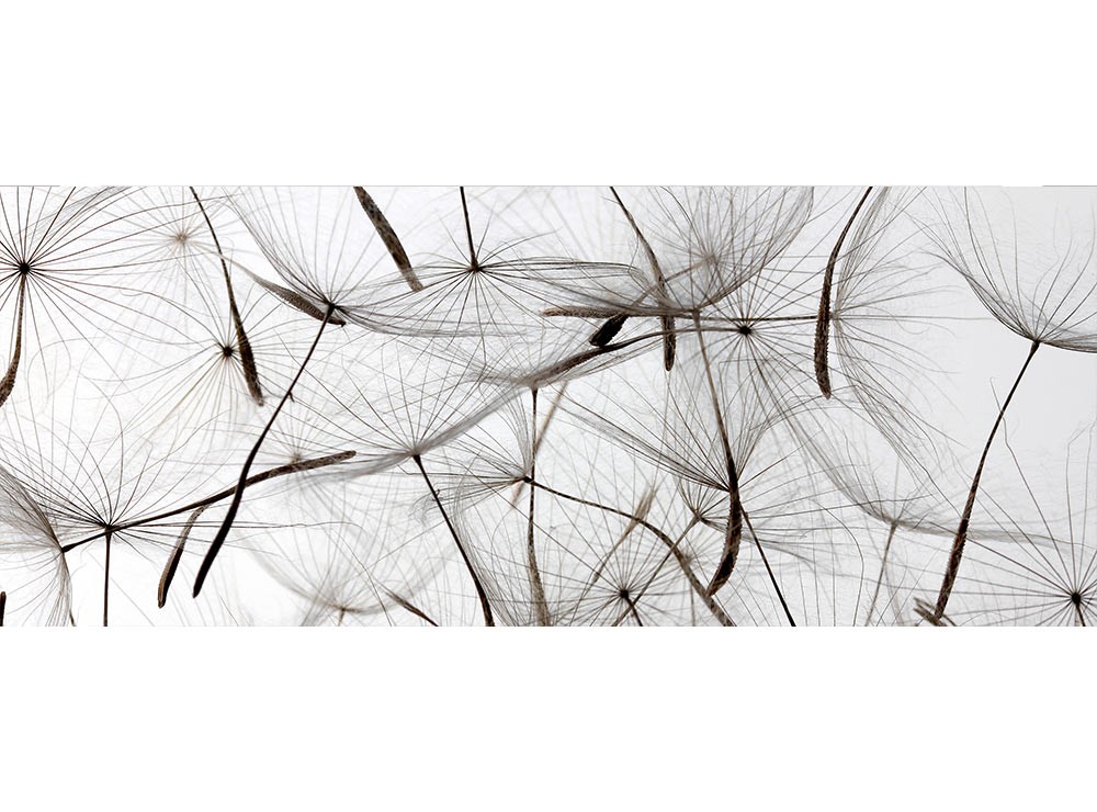 Levně MP-2-0122 Vliesová obrazová panoramatická fototapeta Dandelion Seeds + lepidlo Zdarma, velikost 375 x 150 cm