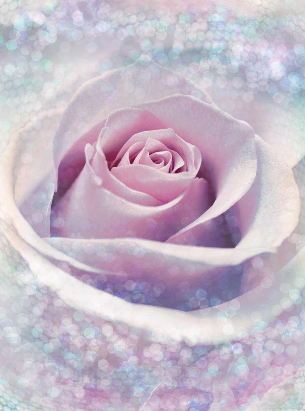 Levně KOMR 020-2 XXL Vliesová fototapeta Komar - Delicate Rose - květ růže, velikost 368x248 cm