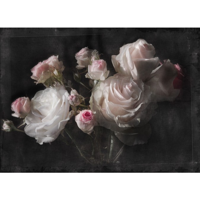 KOMR 678-4 Obrazová fototapeta Komar Eternity pivoňkové růže, velikost 254 x 184 cm