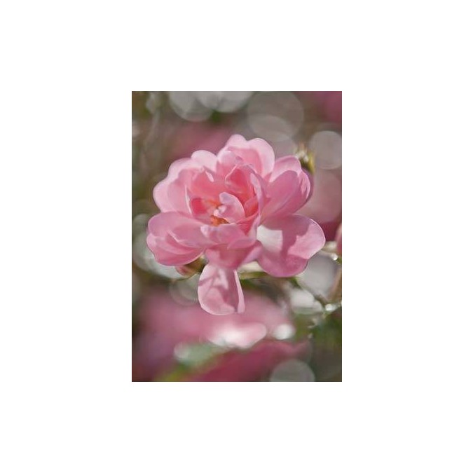 KOMR 317-4 Fototapeta Komar Květina Pivoňka