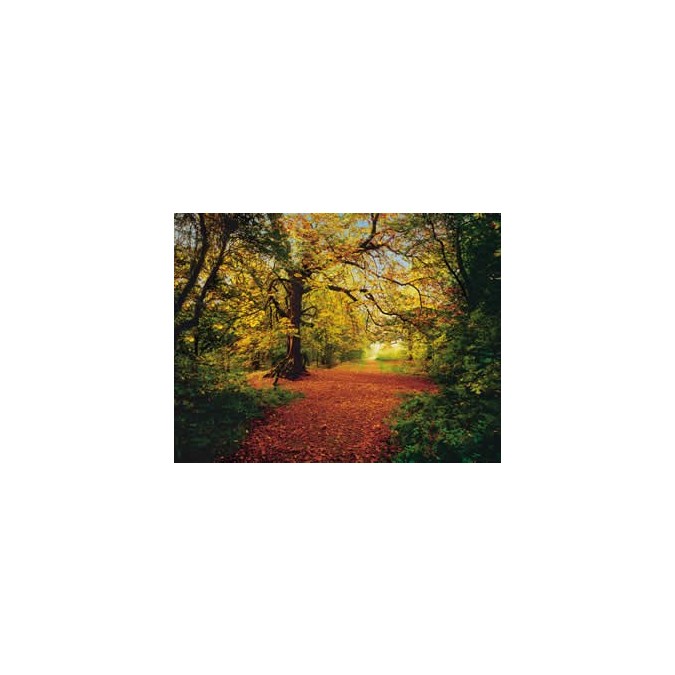 KOMR 860-8 Autumn Forest obrazová Fototapeta Komar, velikost 388 x 270 cm