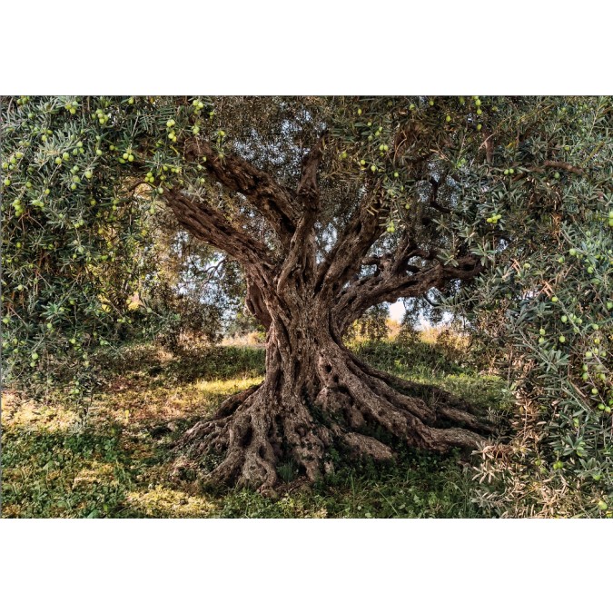 KOMR 135-8 Obrazová fototapeta Komar Olive Tree - olivovník toskánský, velikost 368 x 254 cm