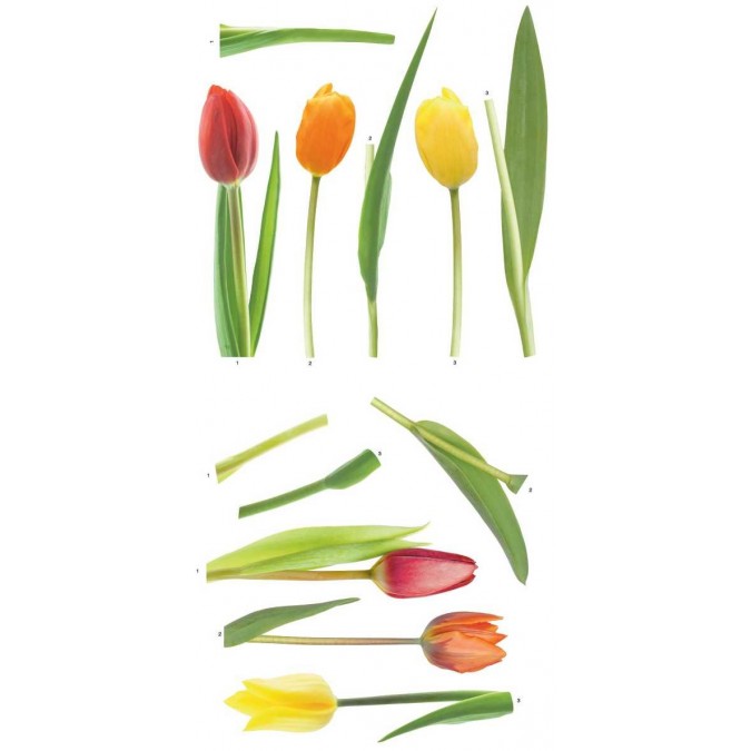 Samolepící dekorace Tulips