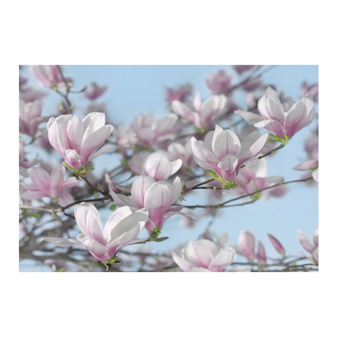 KOMR 837-8 Magnolia - Fototapeta Komar, velikost 368 x 254 cm