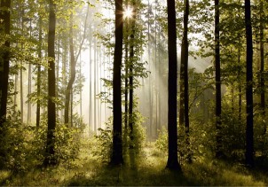 FTN S 2447 AG Design vliesová fototapeta 4-dílná Morning forest, velikost 360 x 270 cm