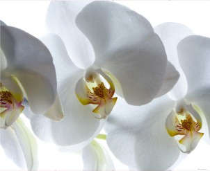 FTN XXL 0466 AG Design vliesová fototapeta 4-dílná - White orchid, velikost 360 x 270 cm