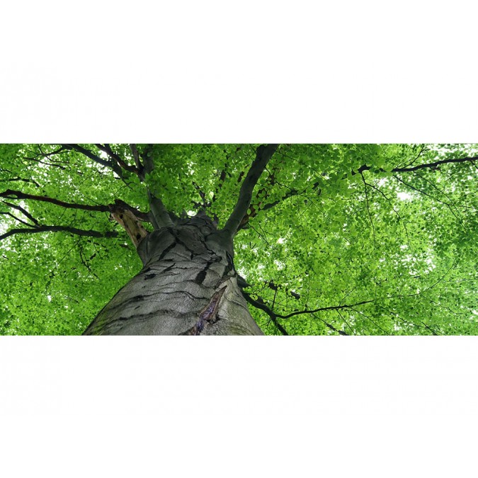 MP-2-0101 Vliesová obrazová panoramatická fototapeta Treetop + lepidlo Zdarma, velikost 375 x 150 cm