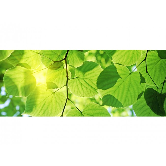 MP-2-0107 Vliesová obrazová panoramatická fototapeta Green Leaves + lepidlo Zdarma, velikost 375 x 150 cm