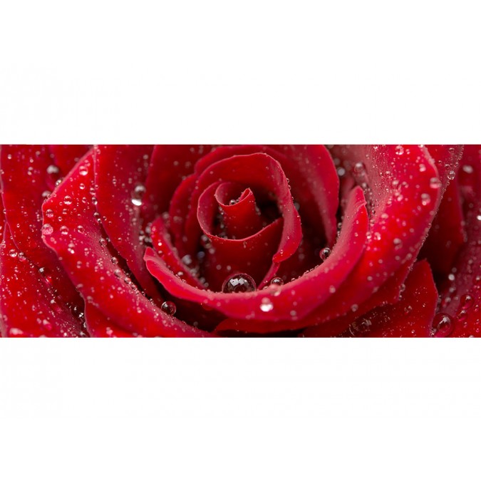 MP-2-0138 Vliesová obrazová panoramatická fototapeta Red Rose + lepidlo Zdarma, velikost 375 x 150 cm