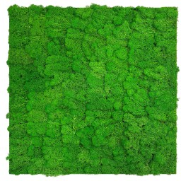 136676 Akustický stěnový mechový panel, 52x52x4 cm, skutečný mech