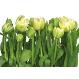 KOMR 009-8 Tulips - Fototapeta Komar Tulipány, velikost 368 x 254 cm