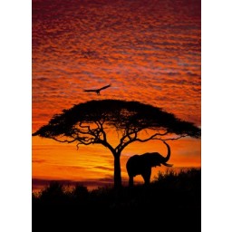 KOMR 105-4 african-sunset Fototapeta Komar obrazová, velikost 194 x 270 cm