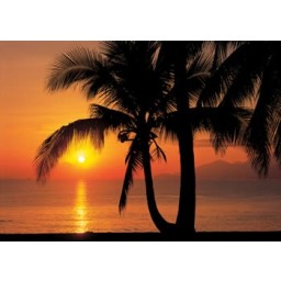 KOMR 552-8 Palmy beach Sunrise Fototapeta Komar