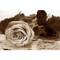 Fototapeta na zeď čtyřdílná FTS 0086 růže