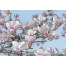 KOMR 837-8 Magnolia - Fototapeta Komar, velikost 368 x 254 cm