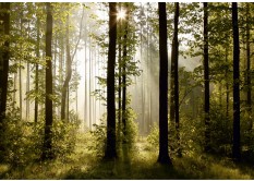 FTN S 2447 AG Design vliesová fototapeta 4-dílná Morning forest, velikost 360 x 270 cm