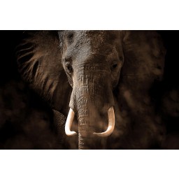 FTNXXL 3016 AG Design vliesová fototapeta 4-dílná Elephant - slon, velikost 360  x 270 cm