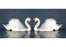FTN H 2708 AG Design vliesová fototapeta na zeď panoramatická Swans, velikost 202 x 90 cm