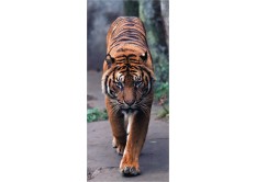 FTN V 2800 Vliesová fototapeta dveřní Tiger, velikost 90 x 202 cm