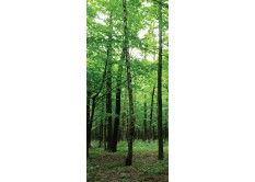 FTN V 2920 Vliesová fototapeta dveřní Forest, velikost 90 x 202 cm