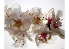 FTN XXL 0385 AG Design vliesová fototapeta 4-dílná - Tendermess, velikost 360 x 270 cm