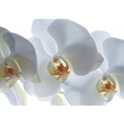 FTSs0832 Obrazová fototapeta na zeď jednodílná Orchidea, velikost 180 x 127 cm
