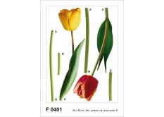 F 0401 AG Design Samolepicí dekorace - samolepka na zeď - 2 tulips, velikost 65 cm x 85 cm