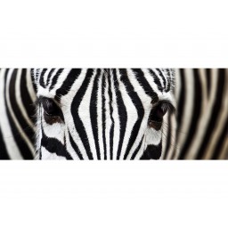 MP-2-0234 Vliesová obrazová panoramatická fototapeta Zebra + lepidlo Zdarma, velikost 375 x 150 cm