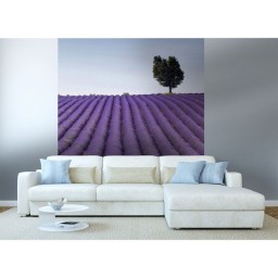 MS-3-0088 Vliesová obrazová fototapeta Lavender Field, velikost 225 x 250 cm